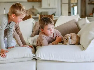 best sofa for kids and pets banner